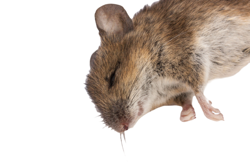 Mouse 350063