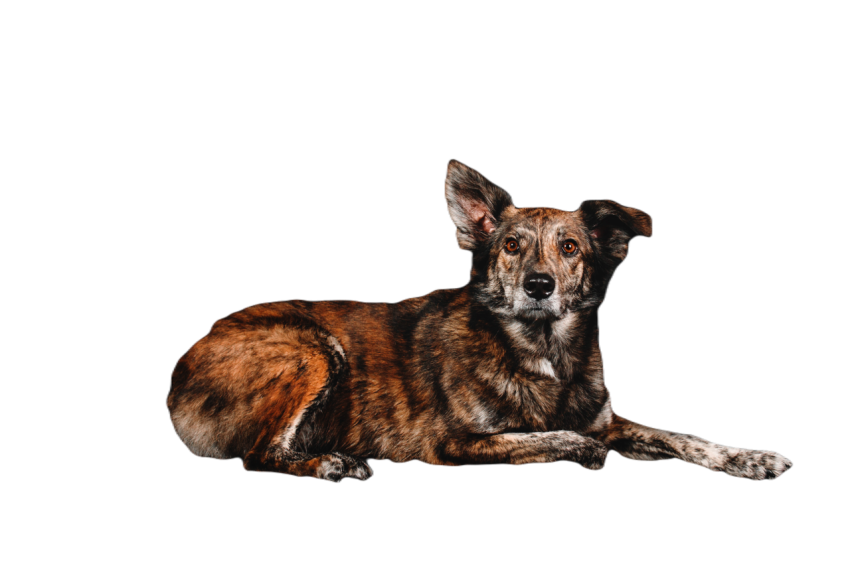 Mixed breed dog on a black background in the studi 2023 11 27 05 16 04 utc