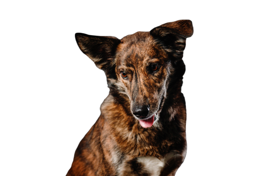 Mixed breed dog on a black background in the studi 2023 11 27 05 32 18 utc