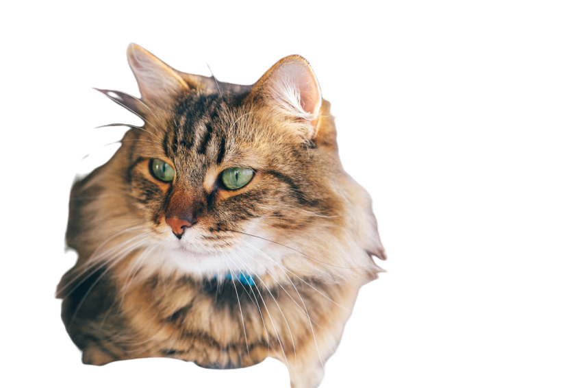 Maine coon with funny emotions relaxing indoors 2023 11 27 04 59 39 utc