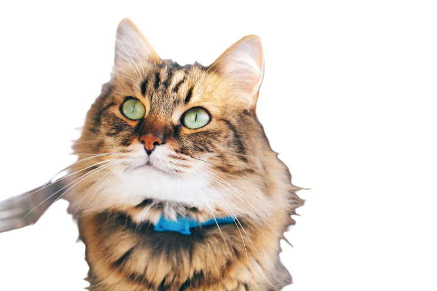 Maine coon with funny emotions relaxing indoors 2023 11 27 04 52 12 utc
