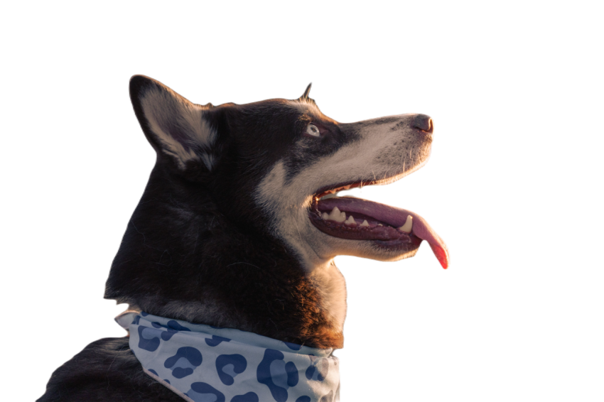 Husky photoshoot for dog lovers 2023 11 27 05 25 37 utc