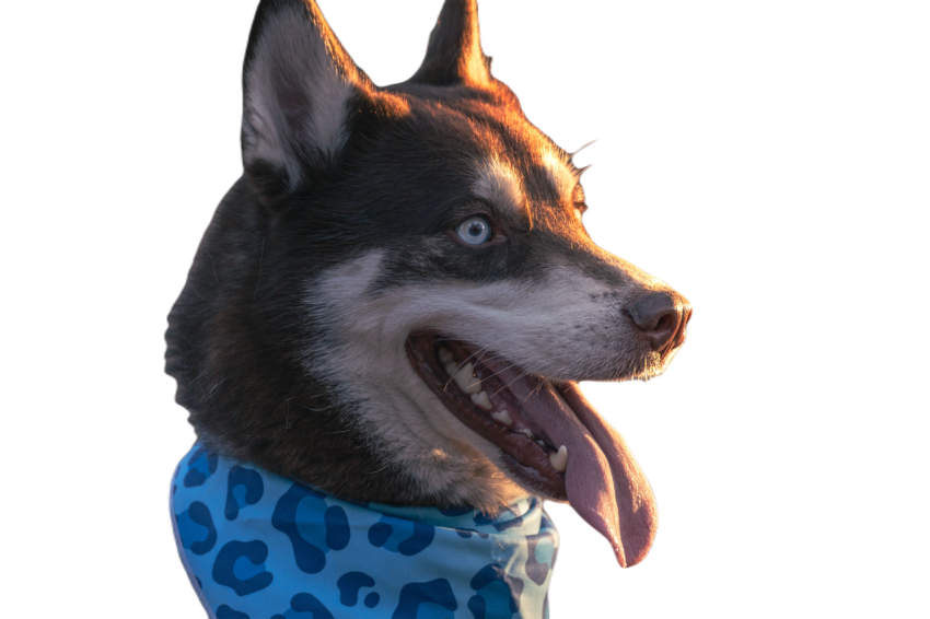 Husky photoshoot for dog lovers 2023 11 27 05 21 44 utc