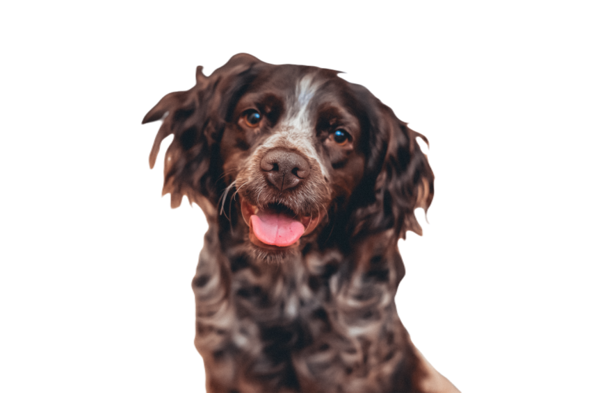 High angle shot of brown breton dog 2023 11 27 05 03 06 utc
