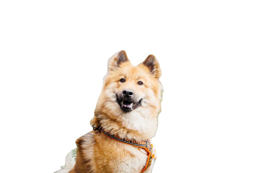 Happy dog enjoying a walk in the park 2024 07 10 22 12 23 utc