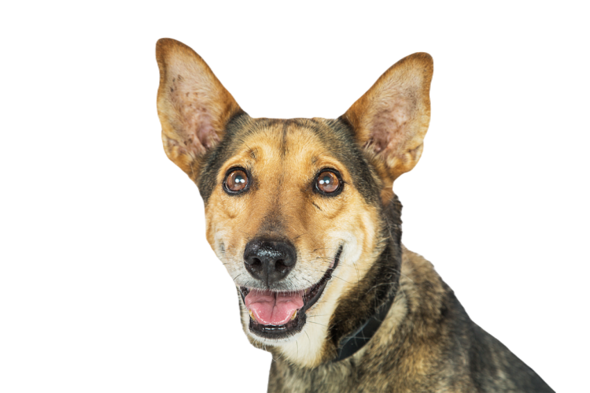 Happy dog smiling isolated closeup 2024 09 14 23 54 28 utc