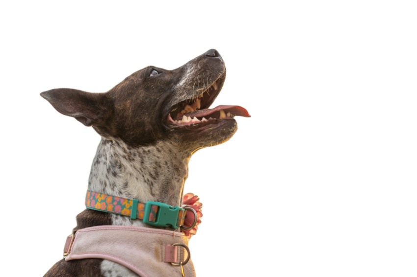 Happy dog enjoying a beautiful sunset 2024 03 02 03 56 51 utc
