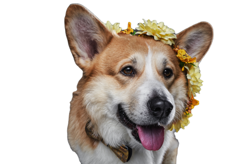 Happy corgi dog with tongue out posing on black ba 2023 11 27 05 26 09 utc