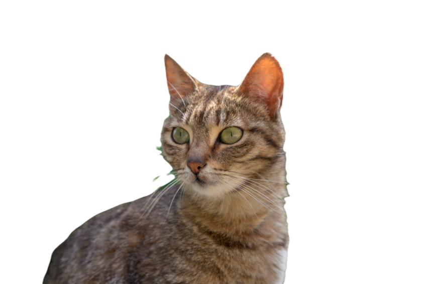 Green eyes 2023 11 27 05 05 38 utc
