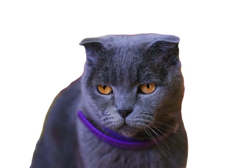 Gray cat with yellow eyes with purple collar on co 2025 01 09 15 19 48 utc