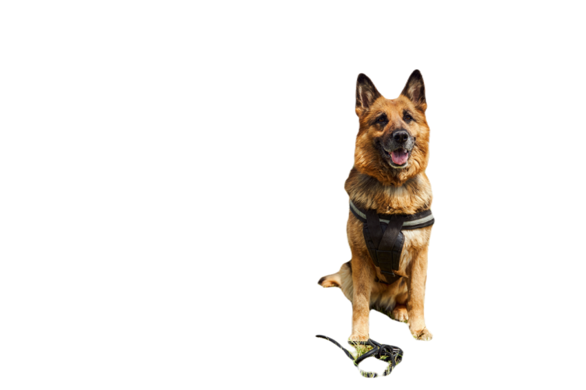 German shepherd dog sitting on green grass at aero 2024 10 18 08 44 50 utc