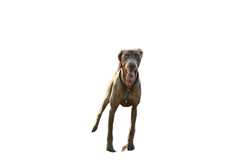 Funny dog on beach 2023 11 27 04 48 55 utc