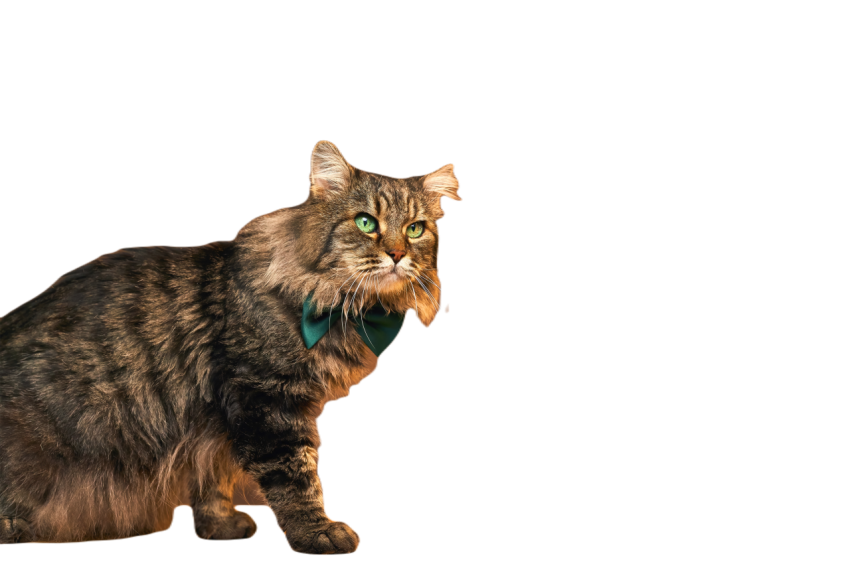 Fluffy gray striped cat with green eyes in a gree 2024 12 05 09 21 42 utc