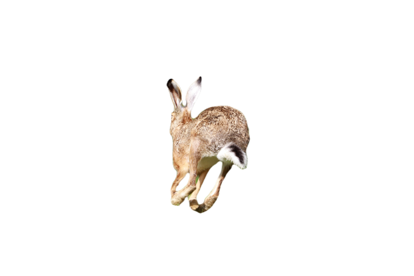 Field hare 5311385