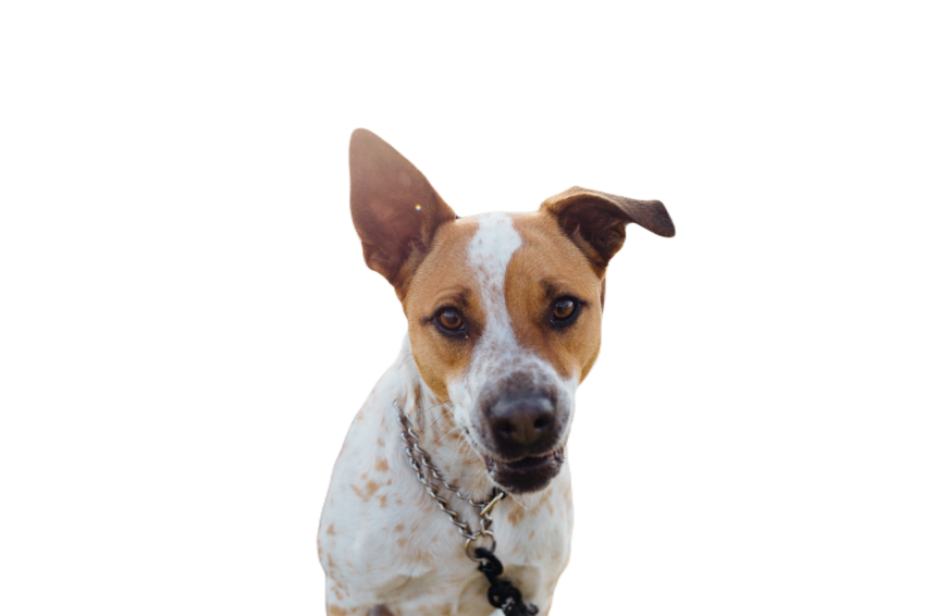 Excited curious and adorable rescue dog at a pic 2024 09 22 15 30 05 utc