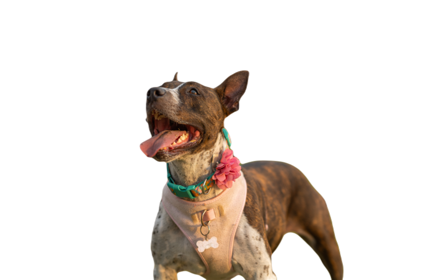 Dog with his tongue out walking in the park 2024 03 06 03 54 59 utc