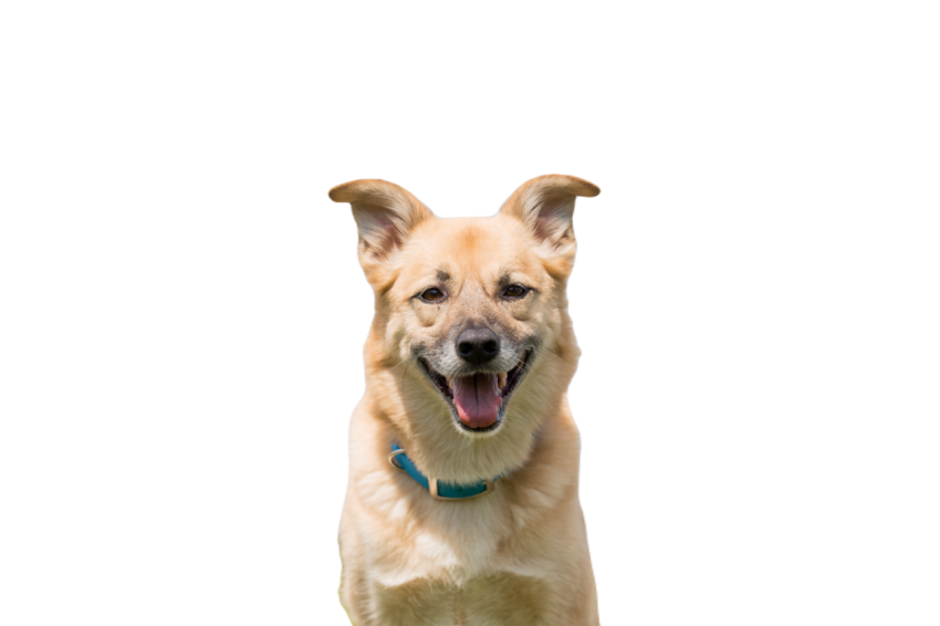 Dog smiling happy mutt dog dog without breed 2024 04 19 16 57 11 utc