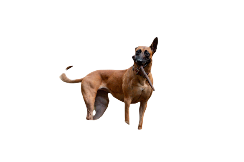 Dog holding a stick on a forest path 2024 10 03 18 28 23 utc