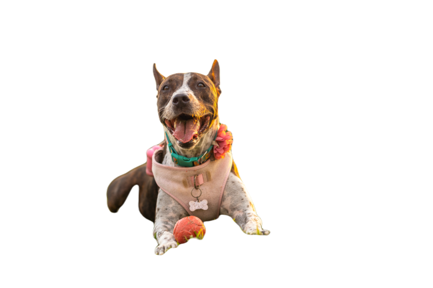Dog excited to play with his ball in the park 2024 03 05 17 44 21 utc