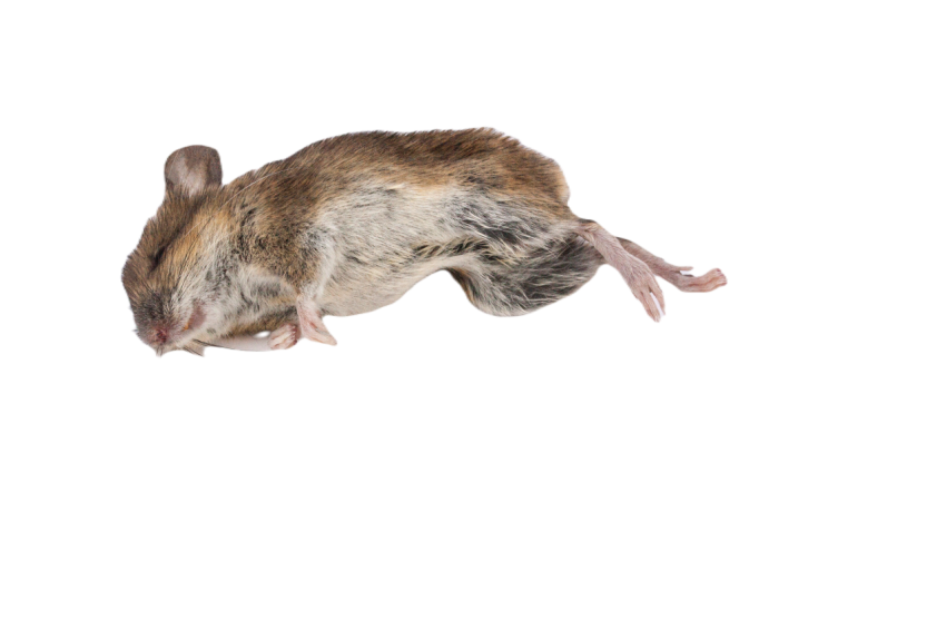 Dead mouse 350059