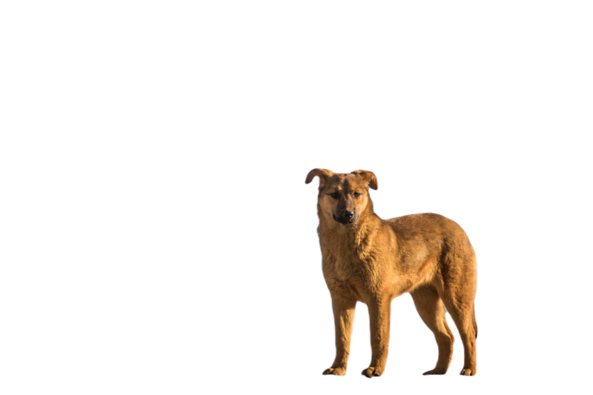 Cute yellow dog standing against blue sky 2024 12 07 01 23 15 utc