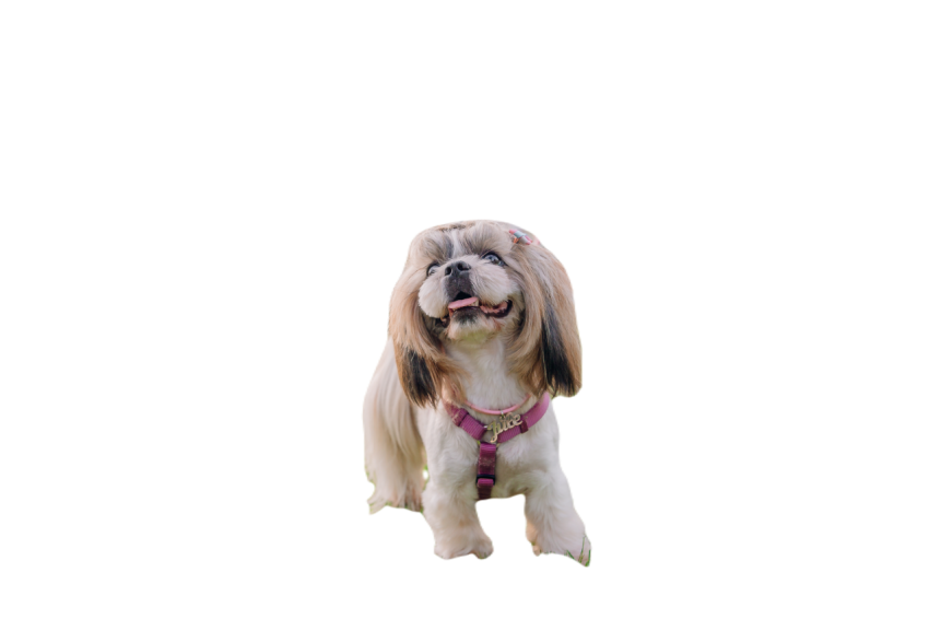 Cute funny shih tzu breed dog outdoors dog groomi 2023 11 27 05 28 58 utc