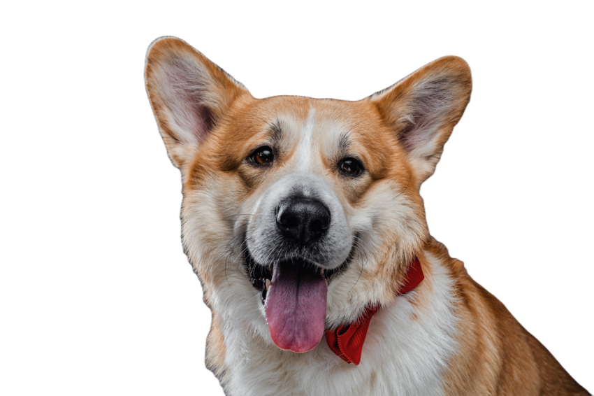 Cute friendly welsh corgi adult dog sitting smili 2023 11 27 05 11 54 utc