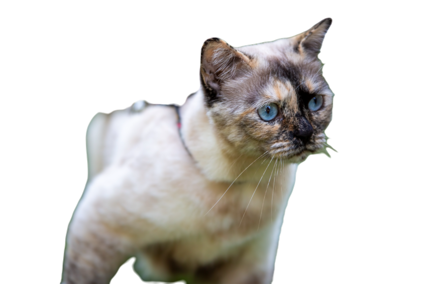 Cute cat in the garden 2023 11 27 05 24 22 utc