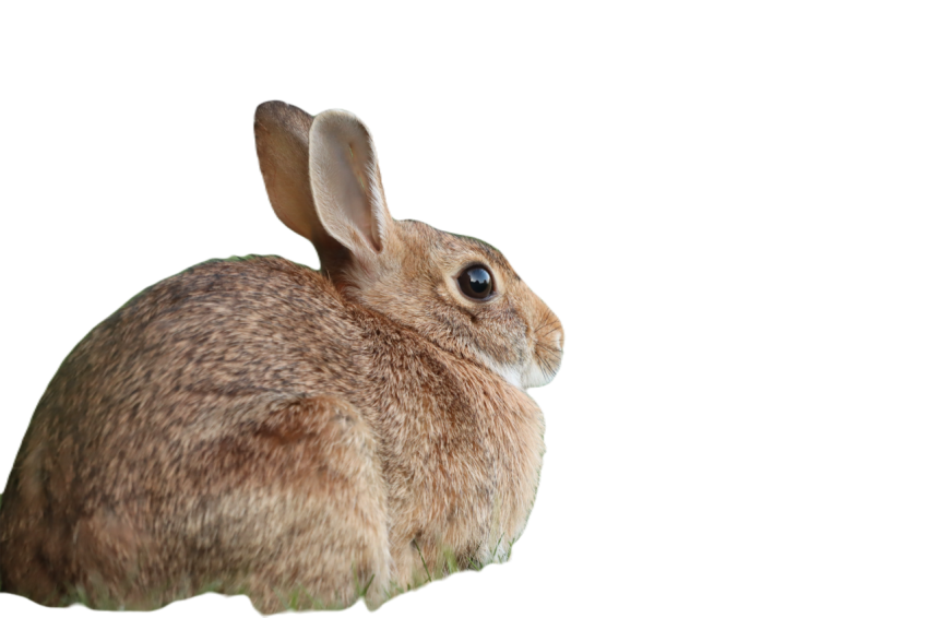 Cottontail rabbit 7116707