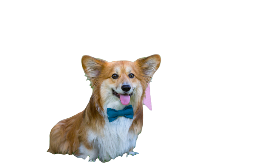Corgi fluffy portrait 2023 11 27 05 05 06 utc