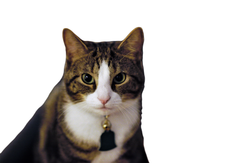 Closeup shot of a fancy cat looking at camera in c 2023 11 27 04 52 53 utc