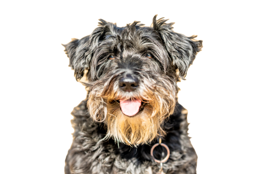 Close up portrait of a dog breed schnauzer 2023 11 27 05 15 43 utc