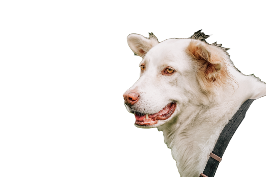 Close up of dog see something white dog with natu 2023 11 27 05 36 03 utc