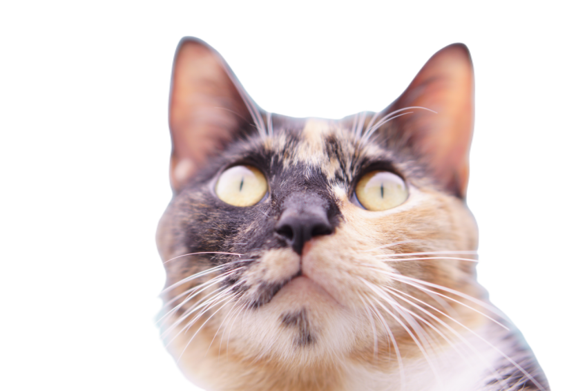 Closeup of cat face staring intently 2024 10 13 21 26 22 utc