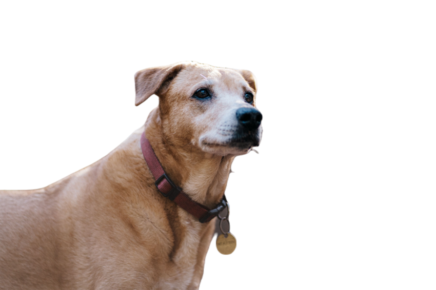 Close up of a dog with a collar standing in a fore 2024 06 26 20 46 43 utc