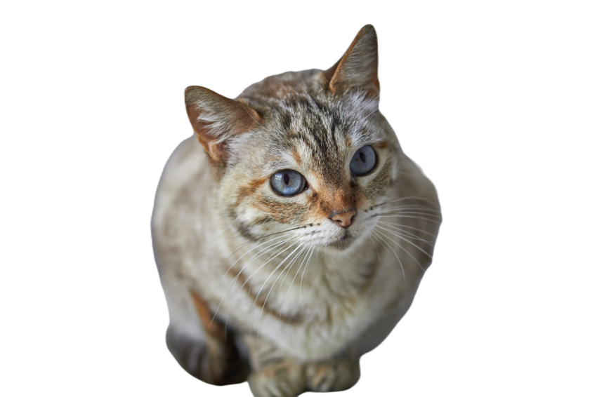 Closeup focus shot of a beautiful blue eyed cat 2023 11 27 04 59 02 utc