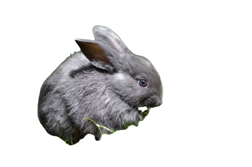 Chinchilla rabbit 6231924