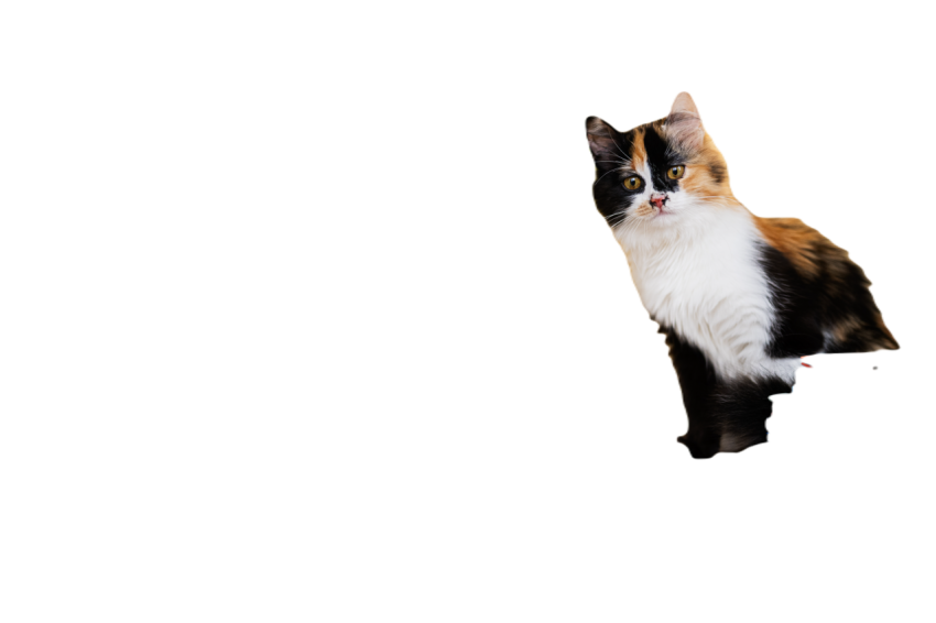 Cat in home three color kitty 2023 11 27 05 17 02 utc