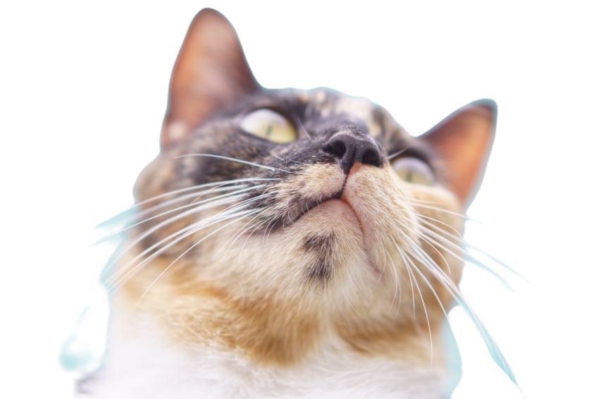 Cat portrait of mouth and whiskers 2024 10 18 03 12 03 utc