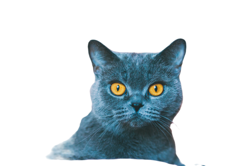 Cat 2025 01 09 03 18 21 utc
