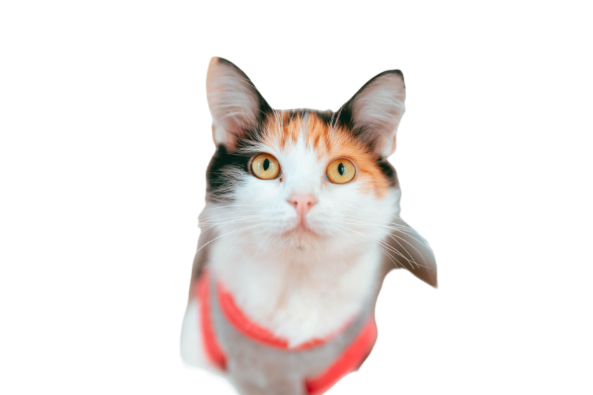 Calico cat in a red sweater 2024 10 23 23 16 04 utc