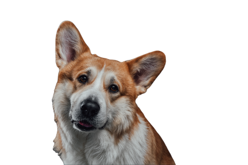Beautiful flying ears of listening welsh corgi red 2023 11 27 05 06 21 utc