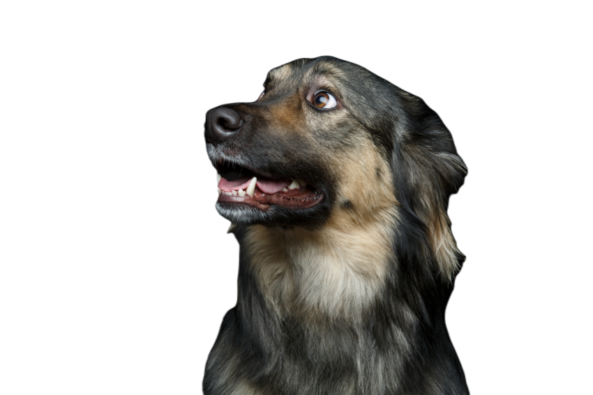 Beautiful dog isolated on black 2024 09 17 22 34 50 utc