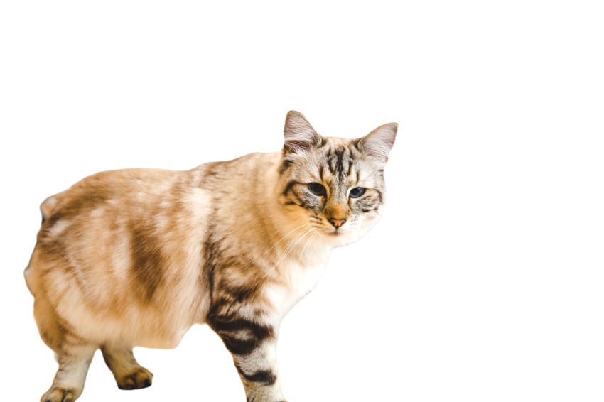 Beautiful cat 2025 01 08 14 26 04 utc