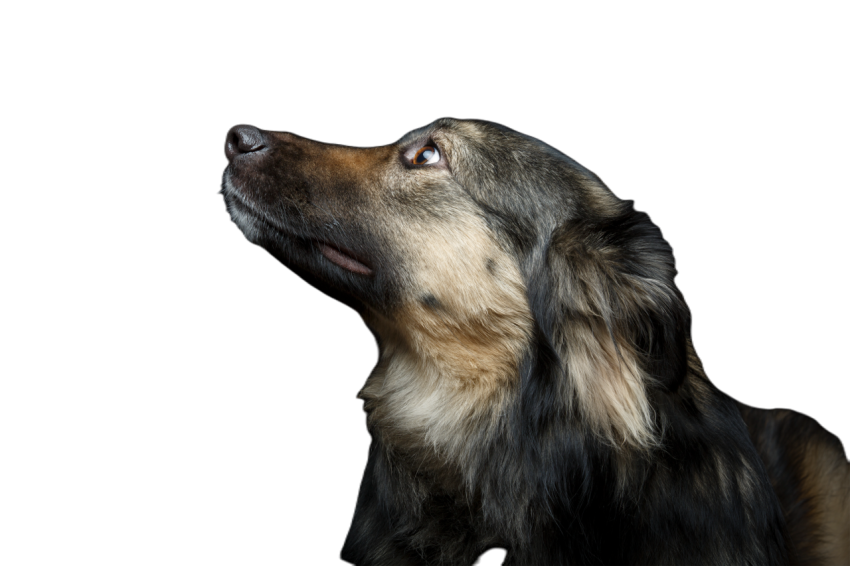 Beautiful dog isolated on black 2024 09 13 23 40 03 utc