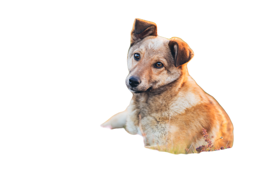 Beautiful adopted dog in a sunset light 2024 10 17 22 12 42 utc