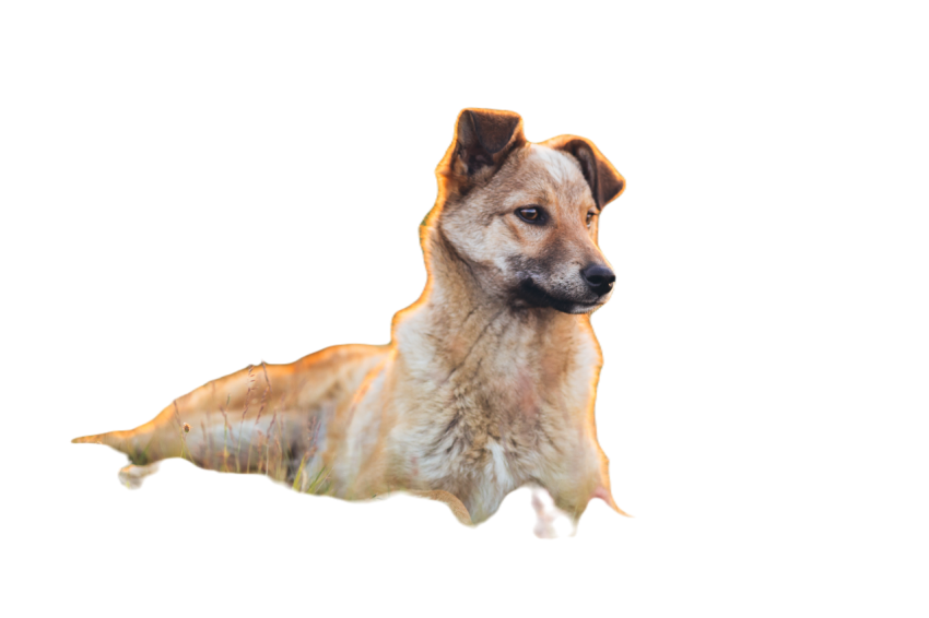 Beautiful adopted dog in a sunset light 2024 10 16 12 41 40 utc