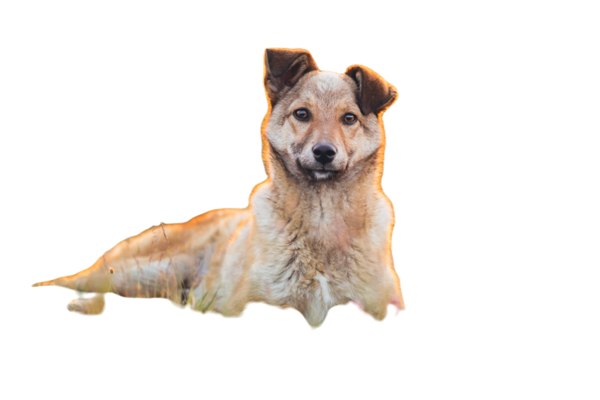Beautiful adopted dog in a sunset light 2024 10 17 18 26 52 utc