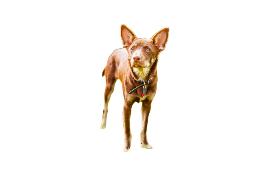 Australian kelpie puppy outside in the yard on the 2024 09 23 00 05 29 utc
