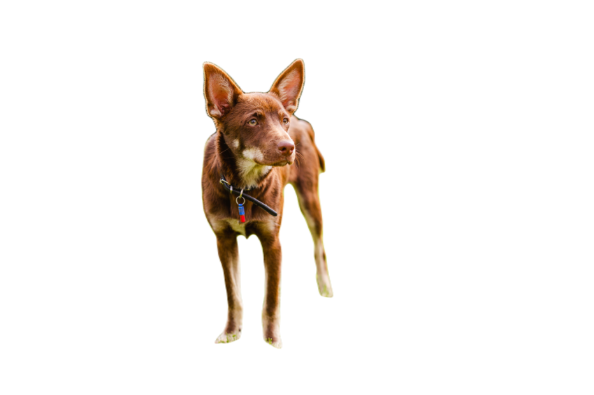 Australian kelpie puppy outside in the yard on the 2024 09 16 01 50 20 utc